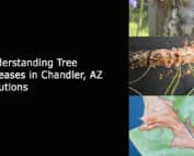 Understanding Tree Diseases in Chandler - AZ Solutions