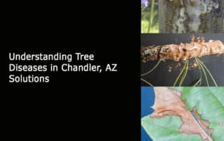 Understanding Tree Diseases in Chandler - AZ Solutions