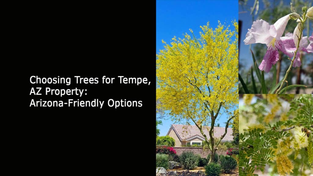 Choosing Trees for Tempe AZ Property - Arizona-Friendly Options