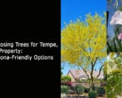 Choosing Trees for Tempe AZ Property - Arizona-Friendly Options