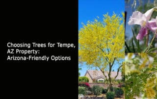 Choosing Trees for Tempe AZ Property - Arizona-Friendly Options