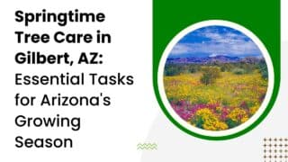 Springtime-Tree-Care-in-Gilbert-AZ-Essential-Tasks-for-Arizonas-Growing-Season