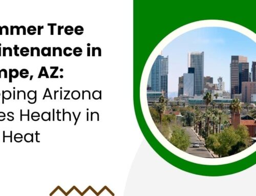 Summer Tree Maintenance in Tempe, AZ: Keeping Arizona Trees Healthy in the Heat