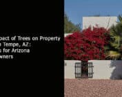 The Impact of Trees on Property Value in Tempe AZ - Insights for Arizona Homeowners