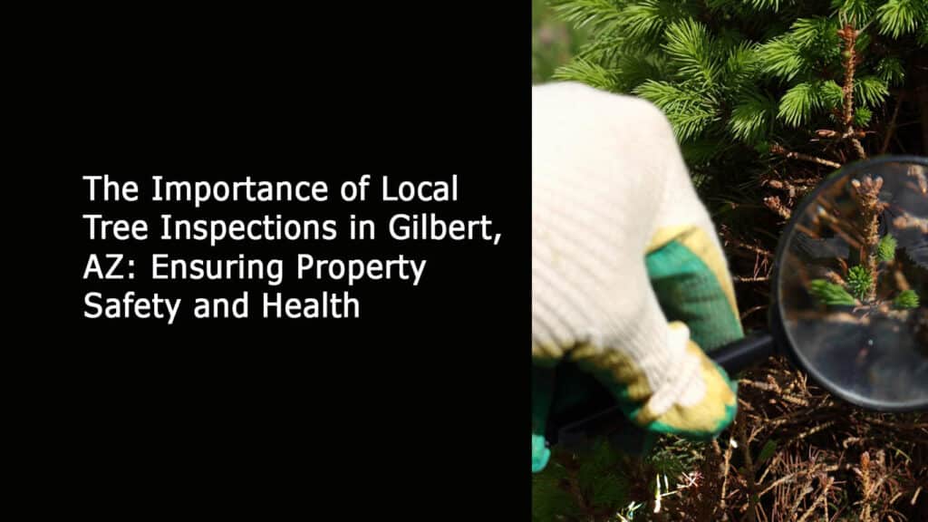 The Importance of Local Tree Inspections in Gilbert AZ - Ensuring Property Safety and Health