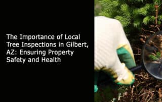 The Importance of Local Tree Inspections in Gilbert AZ - Ensuring Property Safety and Health