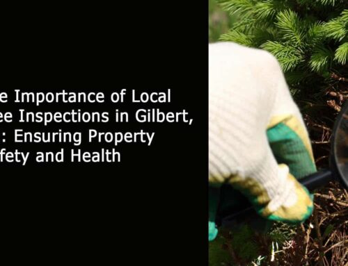 The Importance of Local Tree Inspections in Gilbert, AZ: Ensuring Property Safety and Health