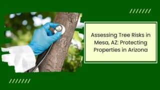 Assessing Tree Risks in Mesa, AZ: Protecting Properties in Arizona