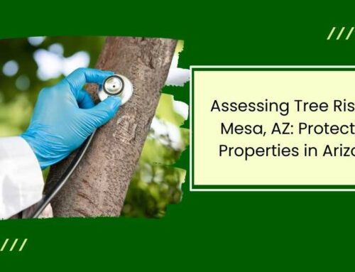 Assessing Tree Risks in Mesa, AZ: Protecting Properties in Arizona