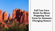 Fall Tree Care Guide for Mesa: Preparing Your Trees for Arizona's Changing Season