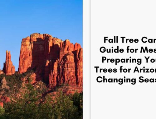 Fall Tree Care Guide for Mesa: Preparing Your Trees for Arizona’s Changing Season