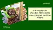 Mulching Tips for Chandler AZ Residents Enhancing Soil Health in Arizona