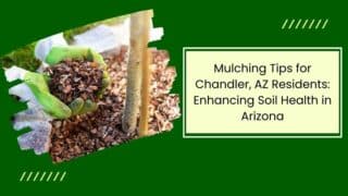 Mulching Tips for Chandler AZ Residents Enhancing Soil Health in Arizona