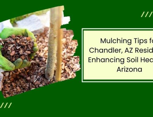 Mulching Tips for Chandler, AZ Residents: Enhancing Soil Health in Arizona