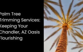 Palm-Tree-Trimming-Services-Keeping-Your-Chandler-AZ-Oasis-Flourishing