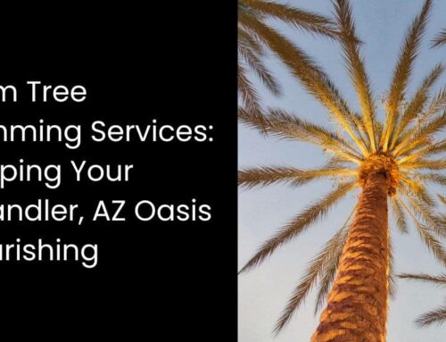 Palm Tree Trimming Services: Keeping Your Chandler, AZ Oasis Flourishing