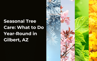 Seasonal-Tree-Care What-to-Do-Year-Round-in-Gilbert-AZ