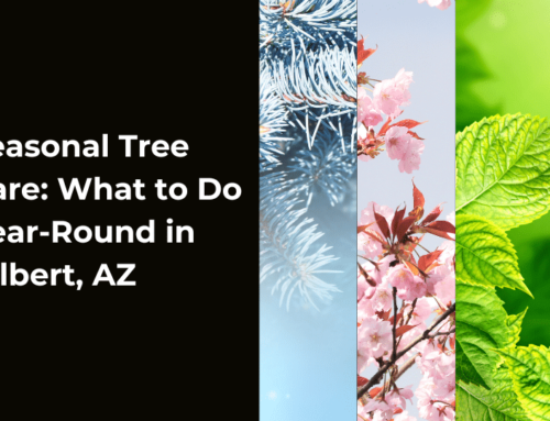 Seasonal Tree Care: What to Do Year-Round in Gilbert, AZ