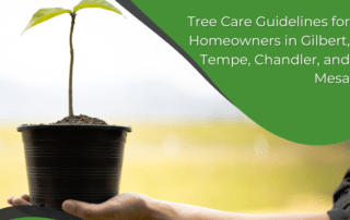 Tree Care Guidelines