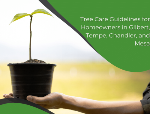 Tree Care Guidelines for Homeowners in Gilbert, Tempe, Chandler, and Mesa