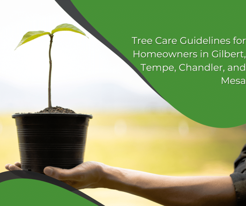 Tree Care Guidelines for Homeowners in Chandler, Tempe & Mesa