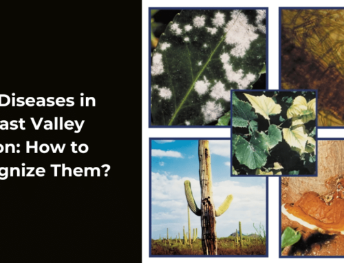 Tree Diseases in the East Valley Region: How to Recognize Them?