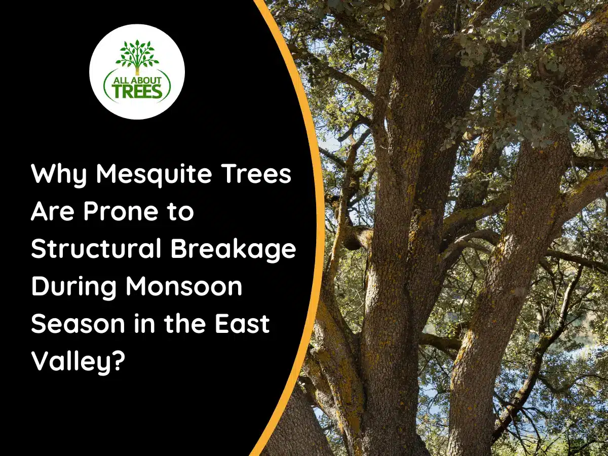 Mesquite-tree-damage-during-monsoon-season.