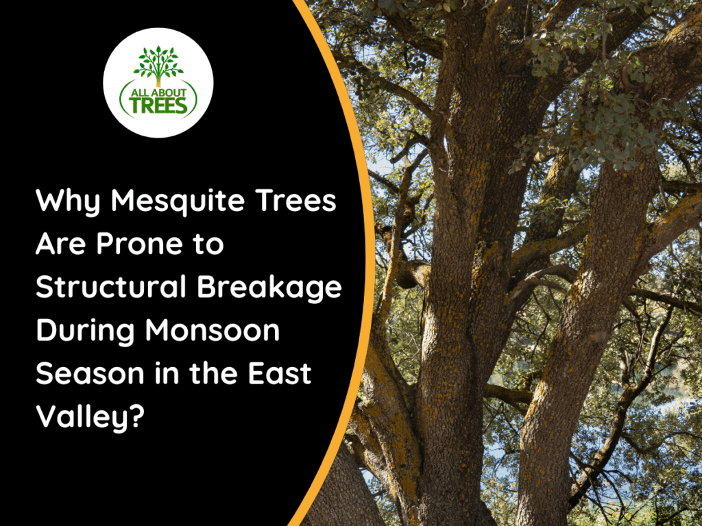 Mesquite-tree-damage-during-monsoon-season