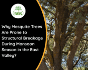Mesquite-tree-damage-during-monsoon-season