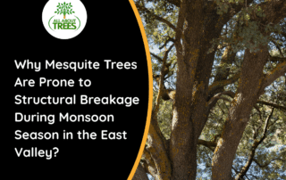 Mesquite-tree-damage-during-monsoon-season