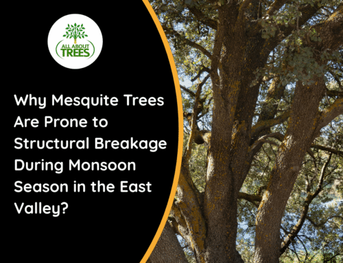 Why Mesquite Trees Are Prone to Structural Breakage During Monsoon Season in the East Valley?